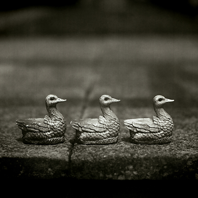 Ducks in a row. Mamiya C330f. Fuji Acros roll film 