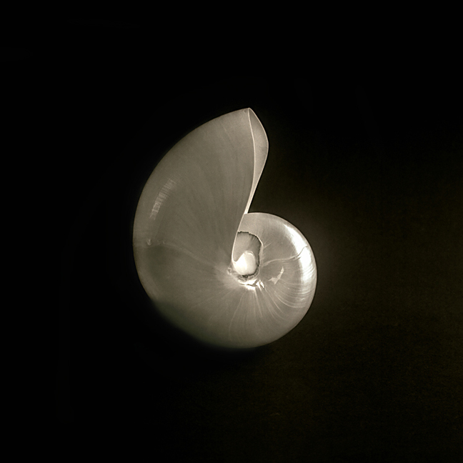Nautilus shell. Mamiya C330f. Fuji Acros roll film